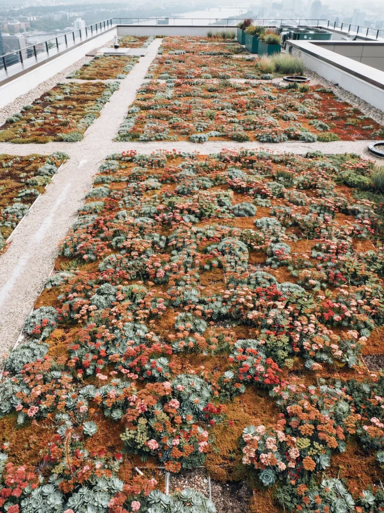 The Sedum Green Roof